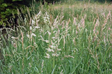 Reed Canary Grass infestations