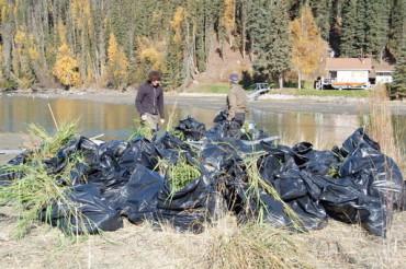 Bags of Reed Canary Grass that was pulled from the Kenai River