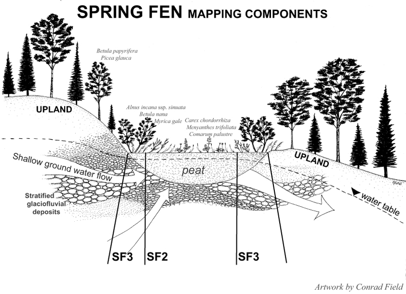 Fen, Definition, Description, Chemistry, Plants, Fen vs Bog, & Facts